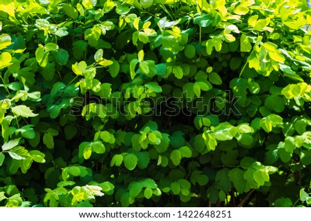 Bush with green leaves close-up, acacia, summer, spring, natural background.