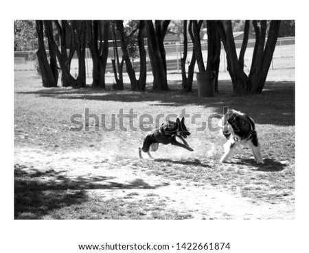 Black and white photo of two dogs playing at a park, Sacramento, CA 2019