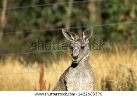 Kangaroo grazing in a pasture