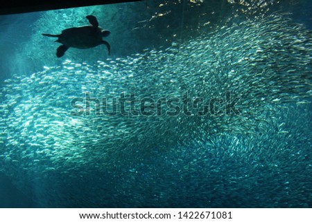Sea turtle swimming with fish in a blue water background