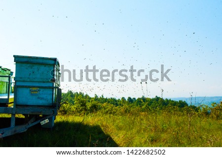Picture from a hilly area where there are hives. In the air, bees fly and look like blackheads.