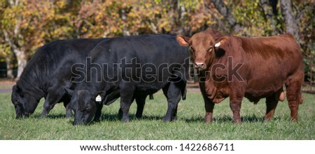 angus bulls of Argentina's farming Royalty-Free Stock Photo #1422686711