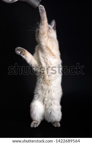 Thai cat stands on its hind legs and stretches to the tube of the vacuum cleaner.