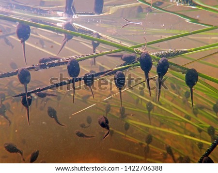 Underwater shot of toad tadpoles. Underwater close-up of tadpoles
