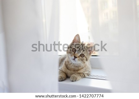 The cat is lying on the windowsill in the sun, a Scottish striped red kitten.