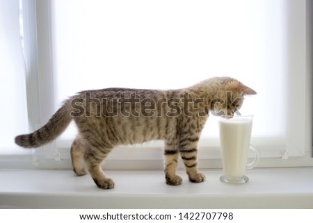 The kitten drinks milk, Cute Scottish kitten. Warmth and comfort Royalty-Free Stock Photo #1422707798