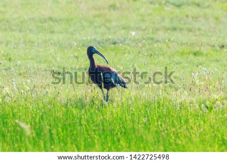 Glossy Ibis (Plegadis falcinellus) Wading Bird in Natural Habitat 