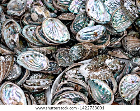 Close up of open Abalone or Marine Snails Showing their Irridescent Mother of Pearl interior shell colors. Royalty-Free Stock Photo #1422733001