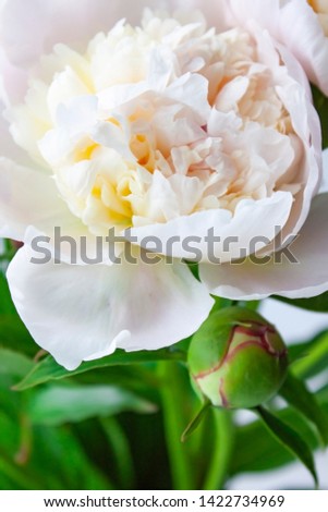 Peony flower. Close-up. Floral background for postcard, lettering, painting, wedding card, banner, flower shop