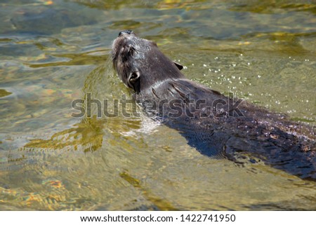 North American River Otter Swimming and Playing in the Water on a Warm Day