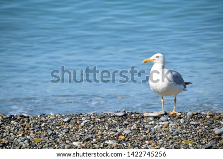 Seagull sitting on the beach