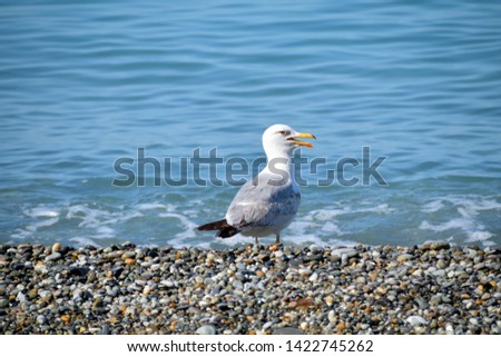 Seagull sitting on the beach
