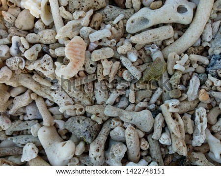 Picture of a bunch of white to grayish white corals which covers the seashore of the white beach. The photo was taken during the summer vacation on an island with white sand.