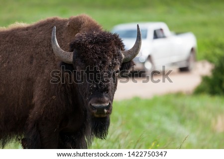 A bison or buffalo looks curiously at visitors on the edge of a dirt road with a truck in the background.