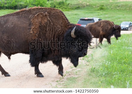 A large bull bison crossing a dirt road as traffic is stopped ing the background to watch him and his herd.