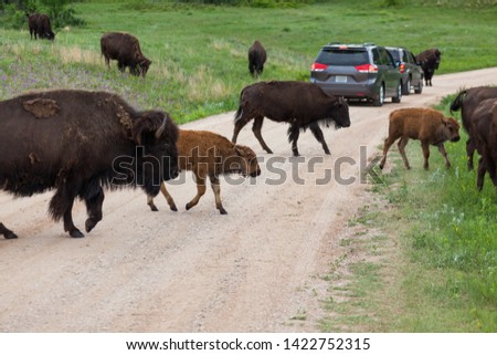 A group of bison with spring babies are walking across a dirt road with cars stopping to watch in Custer State Park, South Dakota.