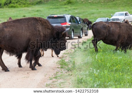 A group of bison crossing a dirt road and creating a road block for the tourists in cars that are driving through Custer State Park, South Dakota.
