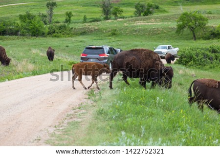 A group of bison crossing a dirt road and creating a road block for the tourists in cars that are driving through Custer State Park, South Dakota.