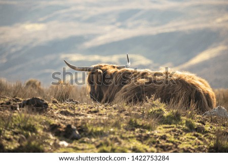 Highland cow in Skye, Scotland.