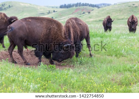 Two male bison use their heads and horns in a contest of strength with herd members watching with interest from a distance.