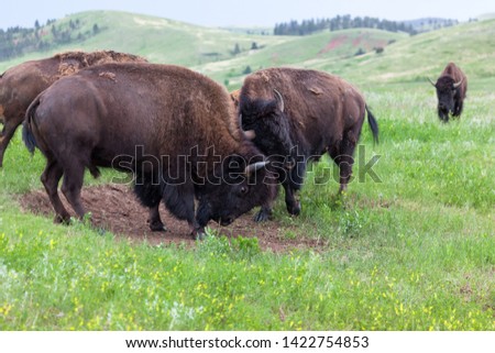 Two male bison use their heads and horns in a contest of strength with herd members watching with interest from a distance.