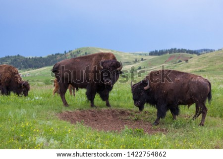 Two large bison bulls stand facing each other with their heads turned to the side to watch tourists in Custer State Park, South Dakota.