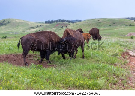 Two male bison use their heads and horns in a contest of strength with herd members in the background grazing on the priaire grass.