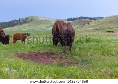 Two male bison use their heads and bodies in a contest of strength with a mother bison and her baby watching from the sidelines.
