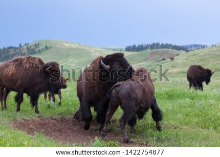 Two male bison use their heads and bodies in a contest of strength with a mother bison and her baby watching from the sidelines.
