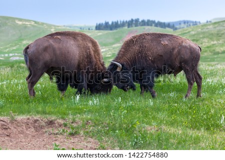 Two male bison use their heads and horns in a contest of strength on the prairie grass lands of Custer State Park, South Dakota.