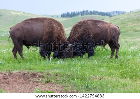 Two male bison use their heads and horns in a contest of strength on the prairie grass lands of Custer State Park, South Dakota.