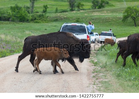 A mother bison crossing a dirt road with her baby by her side as tourists take pictures in Custer State Park, South Dakota.