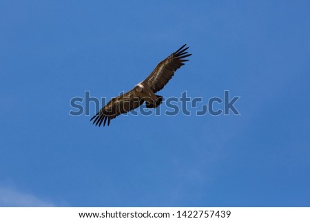 Vulture in full flight with very blue sky, Madrid.