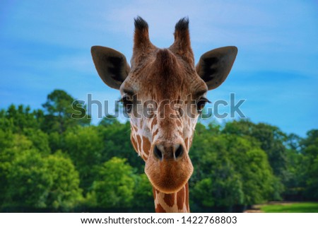 Giraffe close up headshot cute in the center of the frame