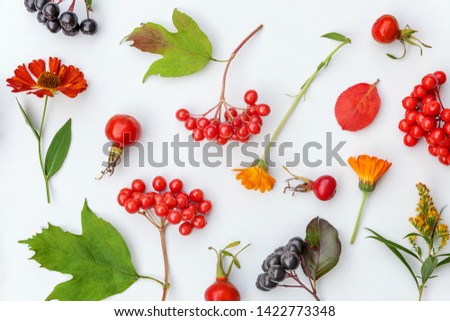 Autumn floral composition. Plants viburnum, rowan berries, dogrose, fresh flowers, colorful leaves on white background. Fall natural plants ecology wallpaper concept. Flat lay, top view, copy space