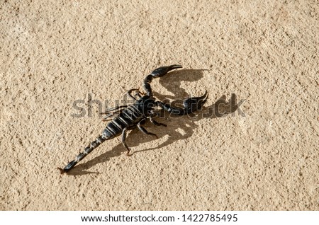Emperor Scorpion on the cement floor,Hard light makes to shadow of Scorpion.