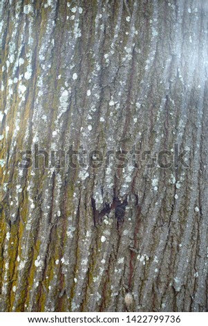 rough wood texture background abstract