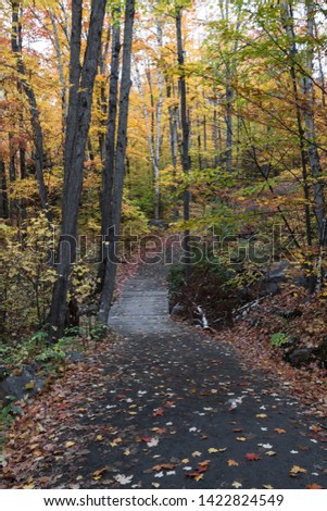 Autumn leaves on a forest trail in Algonquin park