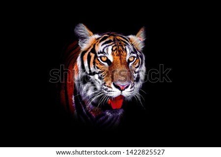 Tiger's face And eyes that look fierce and scary Emerged from the darkness Where the background is black.
(Pictures may not be clear and have grain and noise that can be received)