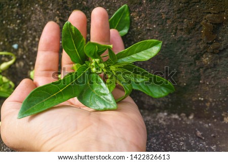 Labisia pumila flower or Kacip Fatimah on hand is a herb that is Royalty-Free Stock Photo #1422826613