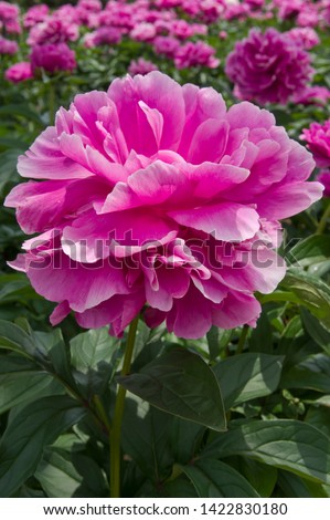 The name of these peonies is Sarah Bernhardt.
Scientific name is Paeonia lactiflora.