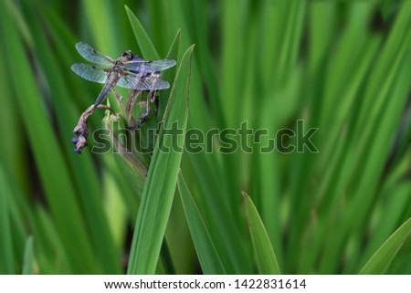 Macro picture of libelle among green grass. Space for text at the right side of the image