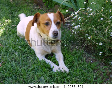 Brown Short Haired Medium Size Dog Free Images And Photos Avopix Com