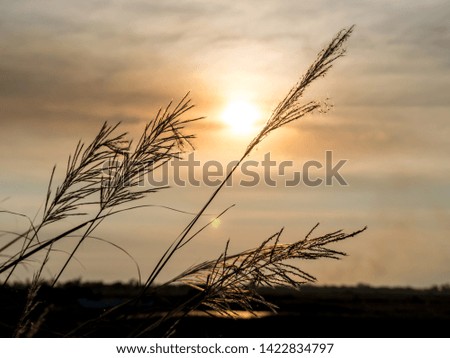 Environment day concept: Grass flower on sunrise landscape background