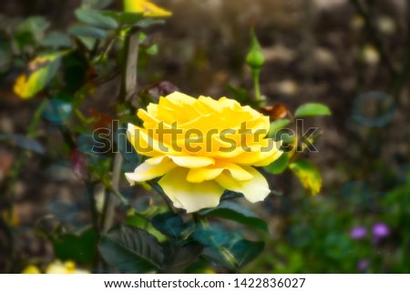 Yellow rose  (Queen Sirikit species) in a garden with a blurred green background - image