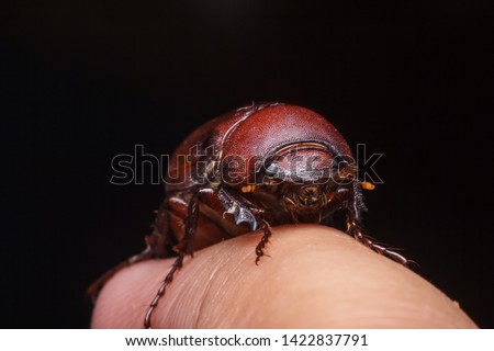Beetles in nature ,Rhino beetle (Dynastinae)