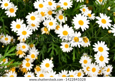 White flowers in the garden with blurred green backgrounds - images