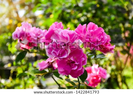 Pink rose  In the garden with a blurred green background - images