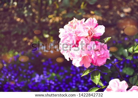 Pink flower  (Rose species)  In the garden with a purple background and blurred green-image