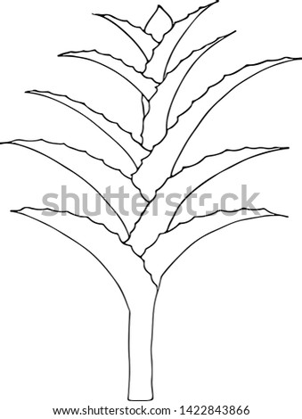Hand drawn vector Aloe Vera or Aloe barbadensis Mill, Star cactus, Aloin, Jafferabad, Barbados isolated on black background. Outline floral icon. Alternative medicinal and cosmetic plant.